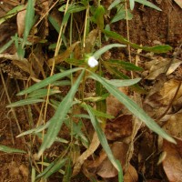 Rungia longifolia Nees